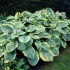 Hosta francis williams (france williams): fotografija i opis sorte